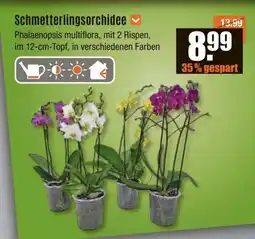 V Baumarkt Schmetterlingsorchidee Angebot