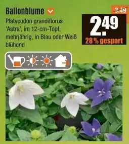V Baumarkt Ballonblume Angebot