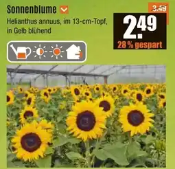 V Baumarkt Sonnenblume Angebot