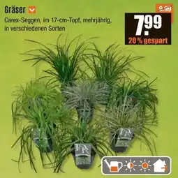 V Baumarkt Gräser Angebot