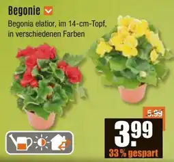 V Baumarkt Begonie Angebot