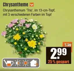 V Baumarkt Chrysantheme Angebot