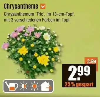 V Baumarkt Chrysantheme Angebot