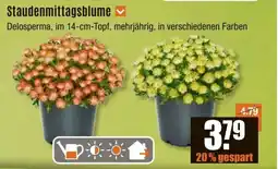 V Baumarkt Staudenmittagsblume Angebot