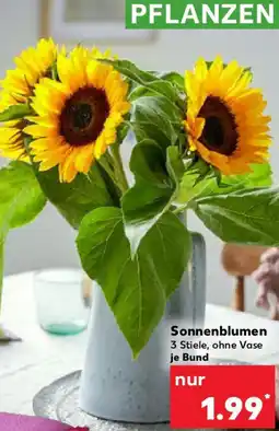 Kaufland Sonnenblumen Angebot