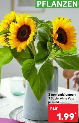 Kaufland Sonnenblumen Angebot