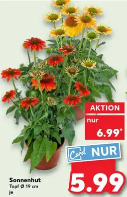 Kaufland Sonnenhut Angebot