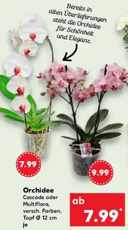 Kaufland Orchidee Angebot