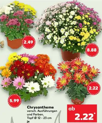 Kaufland Chrysantheme Angebot