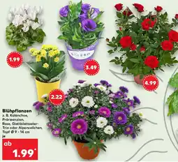 Kaufland Blühpflanzen Angebot