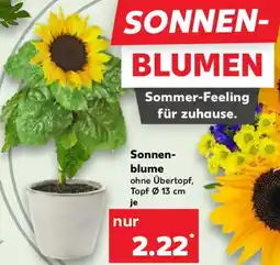 Kaufland Sonnenblume Angebot