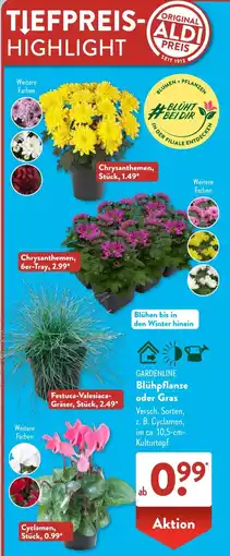 Aldi Süd GARDENLINE Blühpflanze oder Gras Angebot