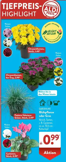 Aldi Süd GARDENLINE Blühpflanze oder Gras Angebot