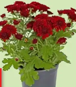 Thomas Philipps Chrysanthemen Patio Mum Angebot