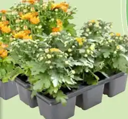 Thomas Philipps Chrysanthemen Angebot