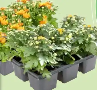Thomas Philipps Chrysanthemen Angebot