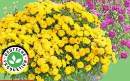 Thomas Philipps Kugelchrysanthemen Angebot