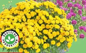 Thomas Philipps Kugelchrysanthemen Angebot