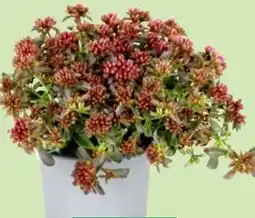 Thomas Philipps Sedum Rosenteppich Angebot