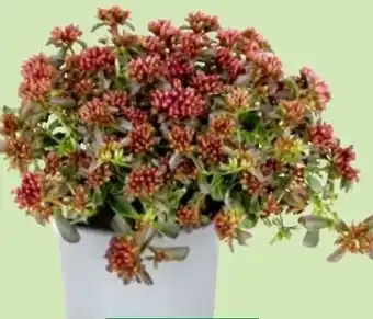 Thomas Philipps Sedum Rosenteppich Angebot