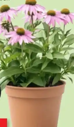 Thomas Philipps Echinacea Angebot