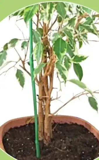 Thomas Philipps Bambus-Blumenstab Angebot