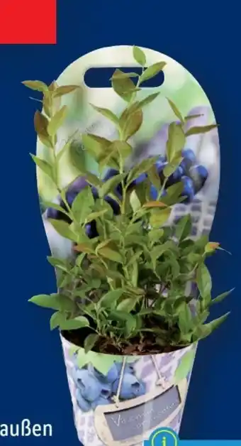 Lidl Heidelbeeren Angebot