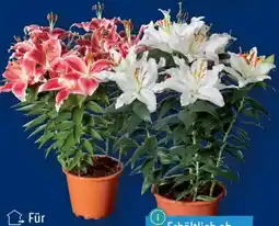 Lidl Orientalische Lilien Angebot