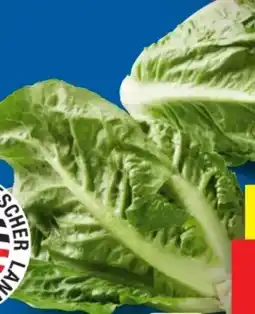 Lidl Mini-Romana-Salat Angebot