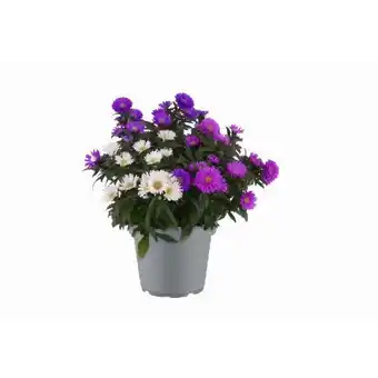 toom Baumarkt Astern Angebot