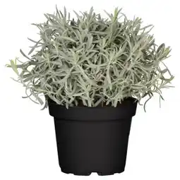 toom Baumarkt Toom Lavendel Angebot