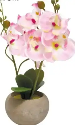 Rossmann Rossmann Ideen Welt Deko-Orchidee Angebot