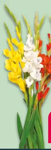 NETTO Gladiolen Glamini Bund Angebot