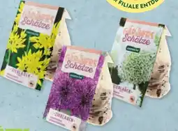 Aldi Süd Gärtners Schätze Allium-Zierlauch-Mix Angebot