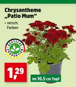 Thomas Philipps Chrysantheme patio mum Angebot