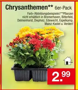 Zimmermann Chrysanthemen Angebot