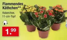 Zimmermann Flammendes käthchen Angebot