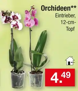 Zimmermann Orchideen Angebot
