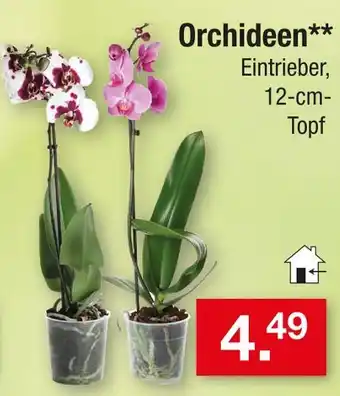 Zimmermann Orchideen Angebot