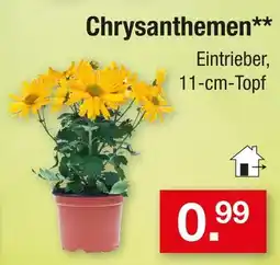 Zimmermann Chrysanthemen Angebot