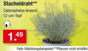 Zimmermann Stacheldraht Angebot