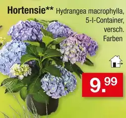 Zimmermann Hortensie Angebot