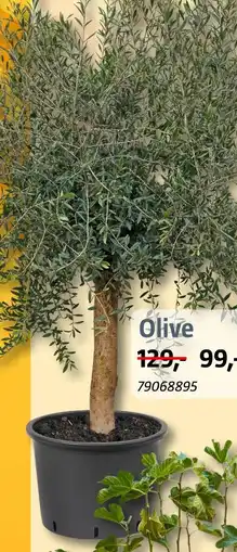 Bauhaus Olive Angebot