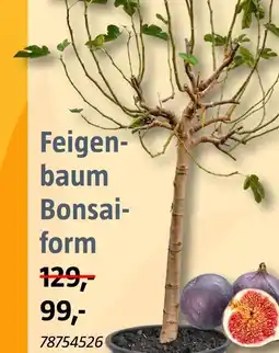 Bauhaus Feigenbaum bonsaiform Angebot