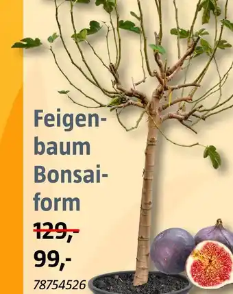 Bauhaus Feigenbaum bonsaiform Angebot