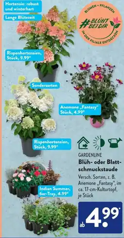 Aldi Süd Gardenline Blüh-Blattschmuckstaude Angebot