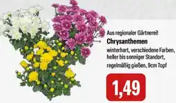 Feneberg Chrysanthemen Angebot
