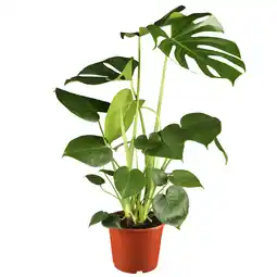 toom Baumarkt toom Monstera Fensterblatt 17 cm Topf Angebot