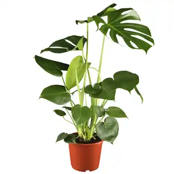 toom Baumarkt toom Monstera Fensterblatt 17 cm Topf Angebot