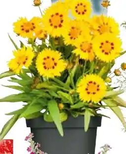 BayWa Staudenkollektion Indian Summer Angebot